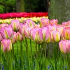 Groenland Lale Soğanı - Tulipa - Yeşil/Pembe