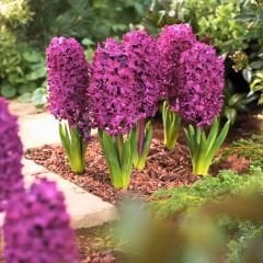 Woodstock Sümbül Soğanı - Hyacinthus - Hyacinthus - Derin Mor / Kırmızı