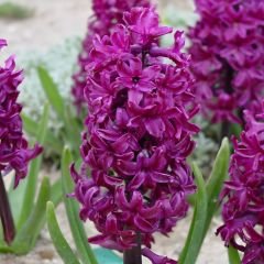 Woodstock Sümbül Soğanı - Hyacinthus - Hyacinthus - Derin Mor / Kırmızı