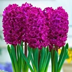 Woodstock Sümbül Soğanı - Hyacinthus - Hyacinthus - Derin Mor / Kırmızı