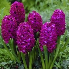 Woodstock Sümbül Soğanı - Hyacinthus - Hyacinthus - Derin Mor / Kırmızı