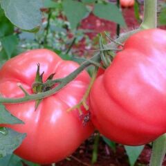 Köy Tipi Pembe Domates Fidesi Geleneksel - Ege Pembe (1 kasa/48 adet)