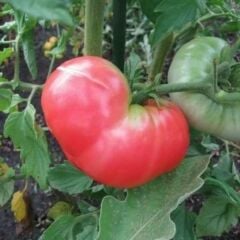 Köy Tipi Pembe Domates Fidesi Geleneksel - Ege Pembe (1 kasa/48 adet)