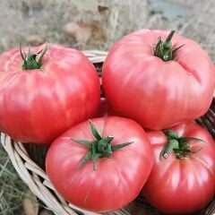 Köy Tipi Pembe Domates Fidesi Geleneksel - Ege Pembe (1 kasa/48 adet)