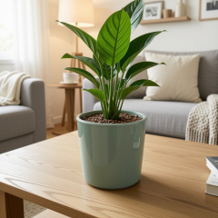 Seramik Saksı Yeşil 18 cm – 20 cm Yükseklik