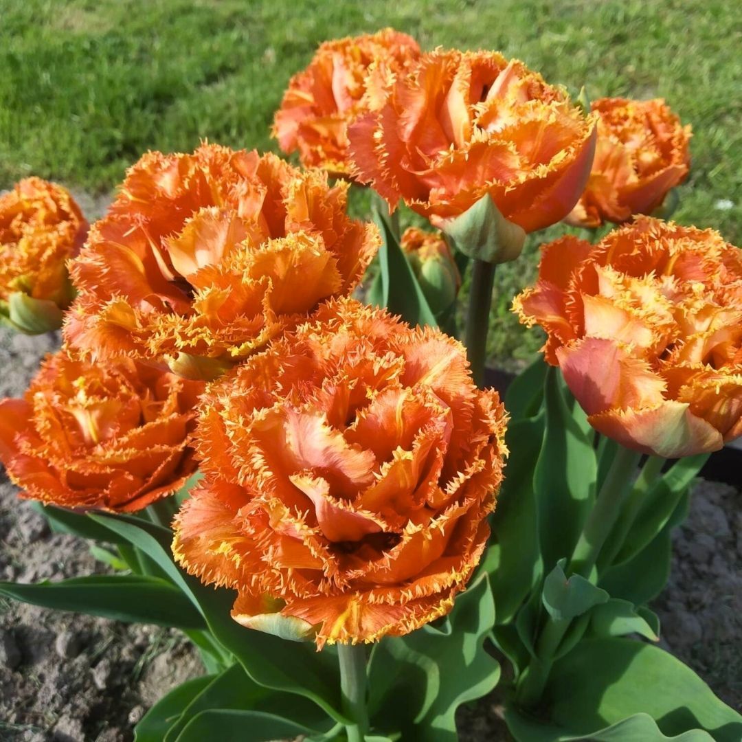 Brisbane Lale Soğanı - Tulipa - Pembe Turuncu