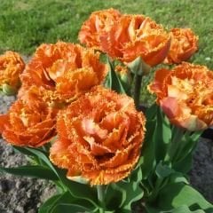 Brisbane Lale Soğanı - Tulipa - Pembe Turuncu