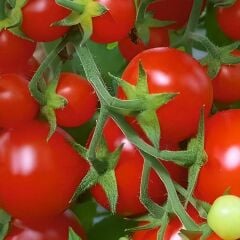 Beybito Domates Fidesi Geleneksel -  Baby Tomato (1 kasa 48 adet)