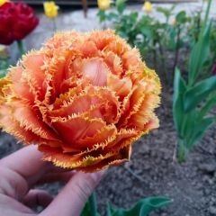Brisbane Lale Soğanı - Tulipa - Pembe Turuncu