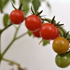 Beybito Domates Fidesi Geleneksel -  Baby Tomato (1 kasa 48 adet)