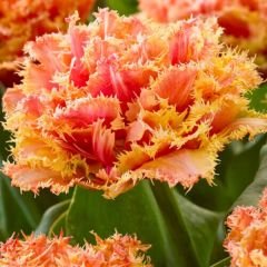 Brisbane Lale Soğanı - Tulipa - Pembe Turuncu