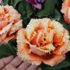 Brisbane Lale Soğanı - Tulipa - Pembe Turuncu