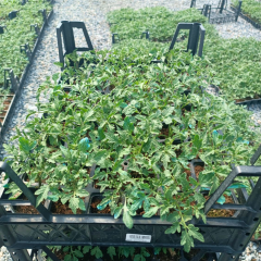 Beybito Domates Fidesi Geleneksel -  Baby Tomato (1 kasa 48 adet)