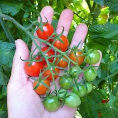 Çeri domates salkım Geleneksel - Tommy toe (1 kasa/48 adet)