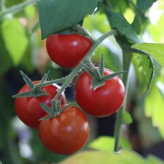 Çeri domates salkım Geleneksel - Tommy toe (1 kasa/48 adet)