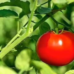 H-2274 Domates Fidesi ( 1 kasa /48 adet)