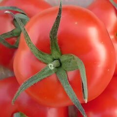 H-2274 Domates Fidesi ( 1 kasa /48 adet)