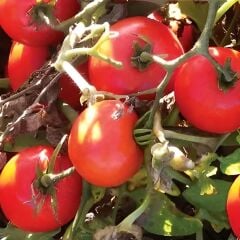 H-2274 Domates Fidesi ( 1 kasa /48 adet)