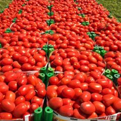 Domates Fidesi – Salçalık ( 1 kasa / 48 adet)