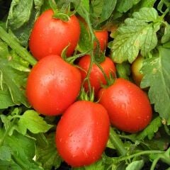 Domates Fidesi – Salçalık ( 1 kasa / 48 adet)