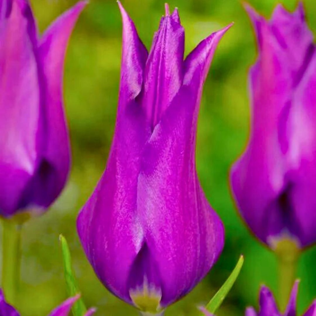 Purple Dream  Lale Soğanı – Mor - Tulipa