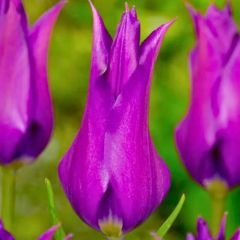 Purple Dream  Lale Soğanı – Mor - Tulipa