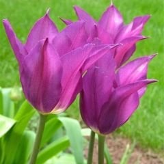 Purple Dream  Lale Soğanı – Mor - Tulipa
