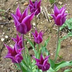 Purple Dream  Lale Soğanı – Mor - Tulipa