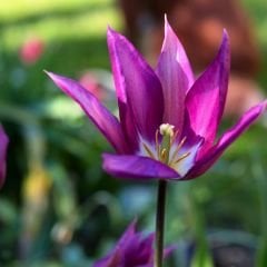Purple Dream  Lale Soğanı – Mor - Tulipa