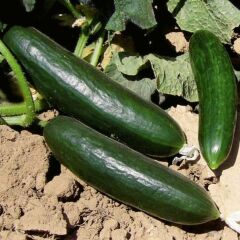 Köy Tipi Salatalık Fidesi Oturak Geleneksel ( 1 kasa/48 adet)