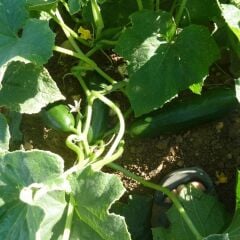 Köy Tipi Salatalık Fidesi Oturak Geleneksel ( 1 kasa/48 adet)