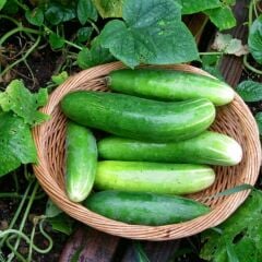 Köy Tipi Salatalık Fidesi Oturak Geleneksel ( 1 kasa/48 adet)