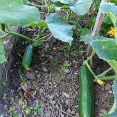 Köy Tipi Salatalık Fidesi Oturak Geleneksel ( 1 kasa/48 adet)