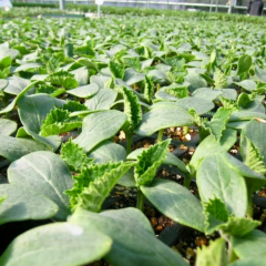 Köy Tipi Salatalık Fidesi Oturak Geleneksel ( 1 kasa/48 adet)