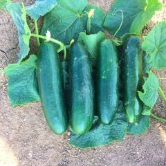 Salatalık Fidesi – Beith Alpha ( 1 kasa / 48 adet )