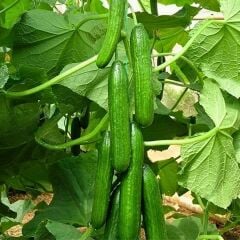 Salatalık Fidesi – Beith Alpha ( 1 kasa / 48 adet )