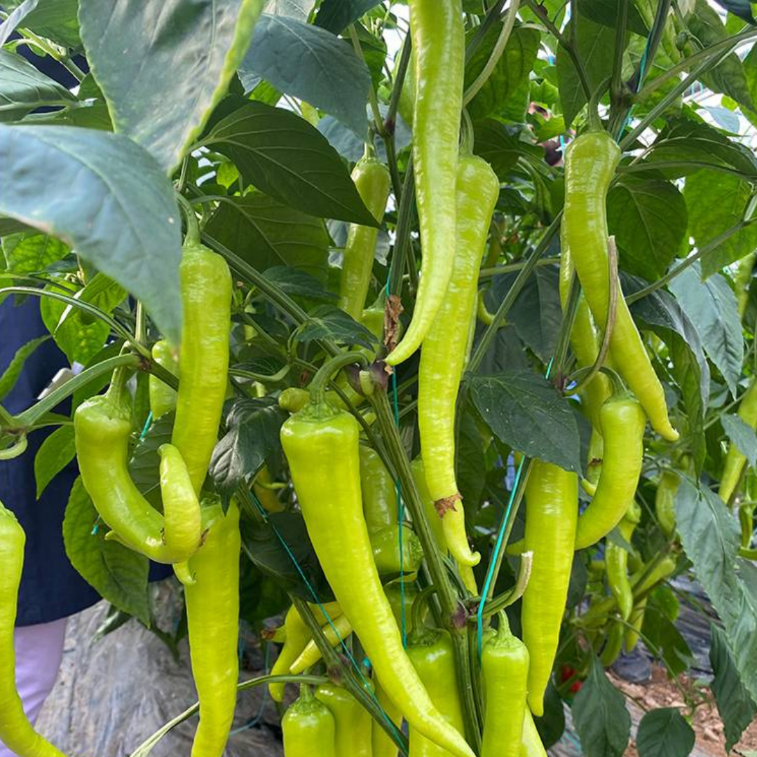 Biber Fidesi – Çarliston (1 kasa /48 adet)