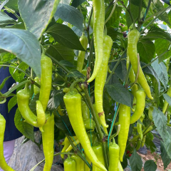 Biber Fidesi – Çarliston (1 kasa /48 adet)