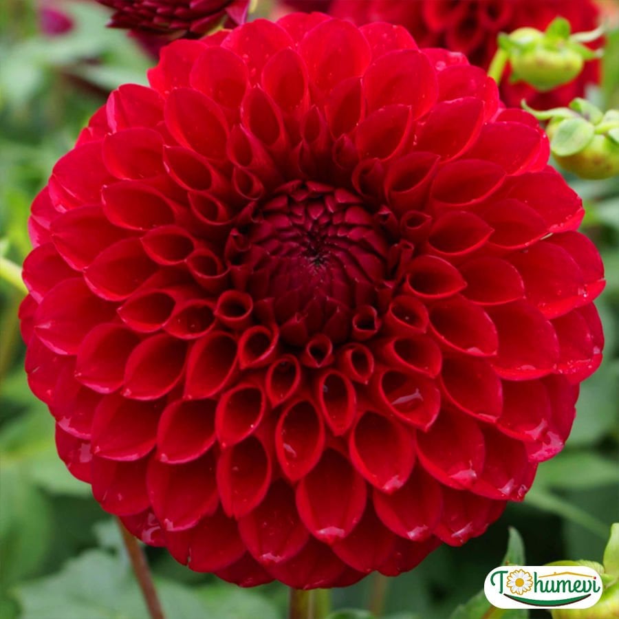 Dahlia Yıldız - Dalya - Patates Çiçeği Kök - Red Cap - Kırmızı