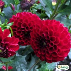 Dahlia Yıldız - Dalya - Patates Çiçeği Kök - Red Cap - Kırmızı
