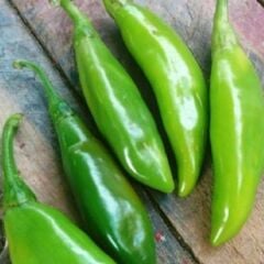 Balık Biber Fidesi Geleneksel - Fish pepper( 1 kasa/48 adet)