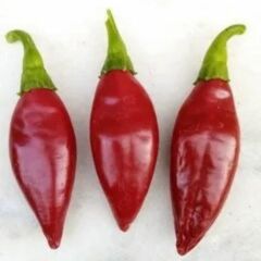 Balık Biber Fidesi Geleneksel - Fish pepper( 1 kasa/48 adet)