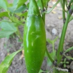 Balık Biber Fidesi Geleneksel - Fish pepper( 1 kasa/48 adet)