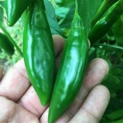 Balık Biber Fidesi Geleneksel - Fish pepper( 1 kasa/48 adet)