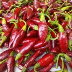 Balık Biber Fidesi Geleneksel - Fish pepper( 1 kasa/48 adet)