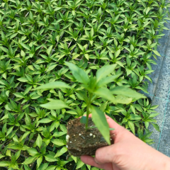 Balık Biber Fidesi Geleneksel - Fish pepper( 1 kasa/48 adet)