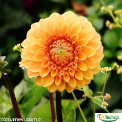 ﻿Dahlia - Yıldız - Patates çiçeği kök - Jowey Linda - Turuncu