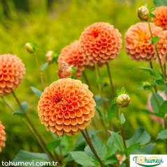 ﻿Dahlia - Yıldız - Patates çiçeği kök - Jowey Linda - Turuncu