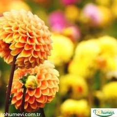 ﻿Dahlia - Yıldız - Patates çiçeği kök - Jowey Linda - Turuncu