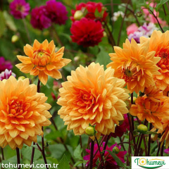 ﻿Dahlia - Yıldız - Patates çiçeği kök - Jowey Linda - Turuncu
